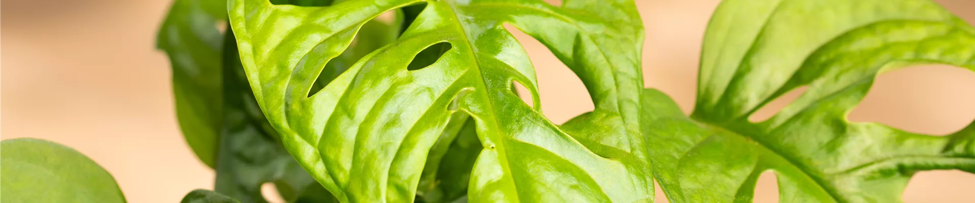 Monstera obliqua 'Monkey Leaf'