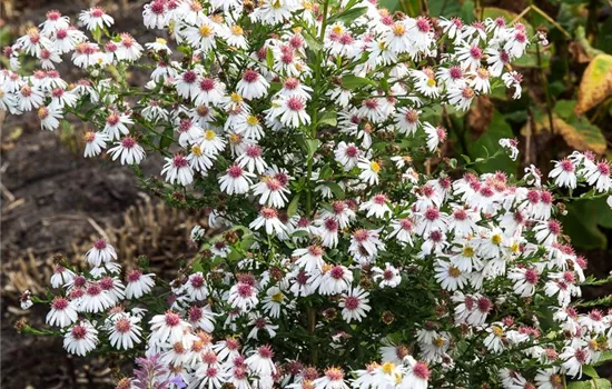 Waagerechte Garten-Aster 'Chloe'