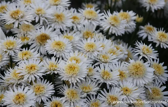 Niedrige Garten-Aster 'White'