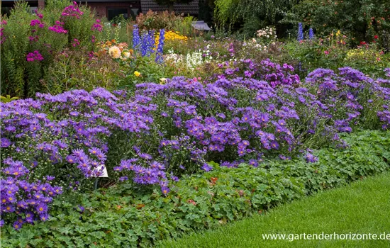 Garten-Sommer-Aster 'Blue King'