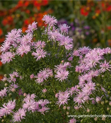 Garten-Glattblatt-Aster 'Rosenquarz'