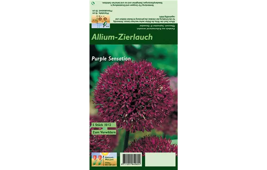 Garten-Kugel-Lauch 'Purple Sensation'