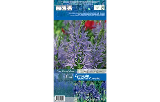 Leichtlin-Prärielilie 'Caerulea'