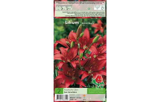 Asiatische Lilie 'Monte Negro'