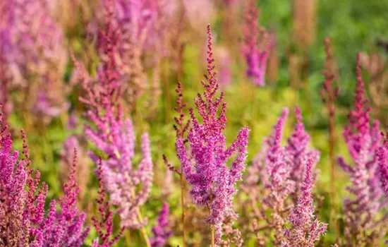 Lanzen-Astilbe 'Purpurlanze'