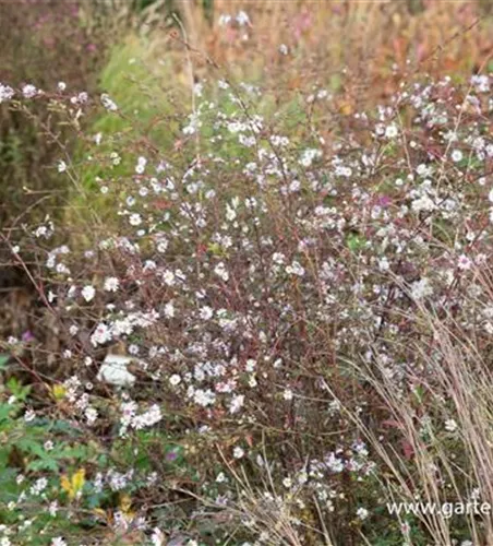 Aster 'Speyrer Herbstwoge'
