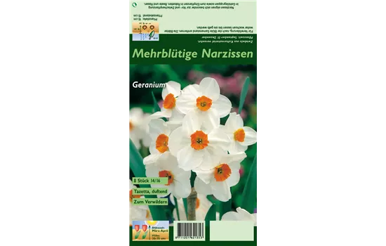 Tazetten-Narzisse 'Geranium'