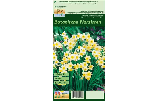 Tazetten-Narzisse 'Minnow'
