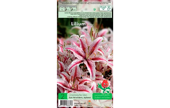 Orientalische Lilie 'Dizzy'