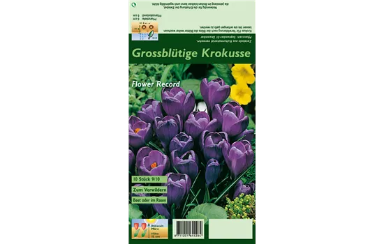 Frühlings-Krokus 'Flower Record'