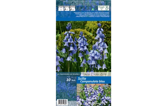 Spanisches Hasenglöckchen