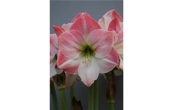 Ritterstern 'Apple Blossom'