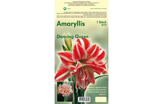 Ritterstern 'Dancing Queen'®