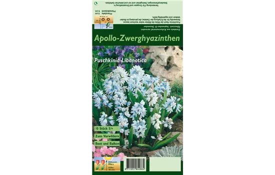 Apollo-Scheinhyazinthe