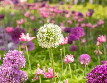 Bunte Vielfalt durch die Gartengestaltung mit Blumenzwiebeln
