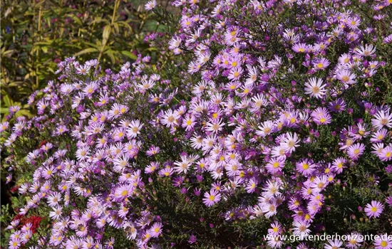 Garten-Myrten-Aster 'Pink Star'