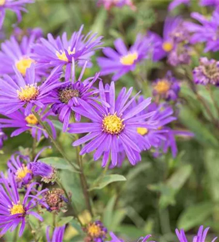 Garten-Sommer-Aster 'Veilchenkönigin'