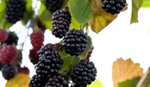 Rubus fruticosus 'Navaho'®