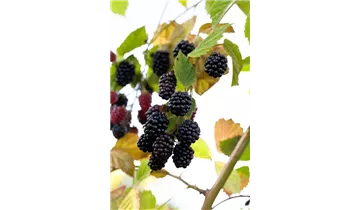 Rubus fruticosus 'Navaho'®