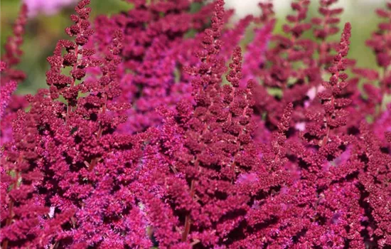 Garten-Prachtspiere 'Visions in Red'®