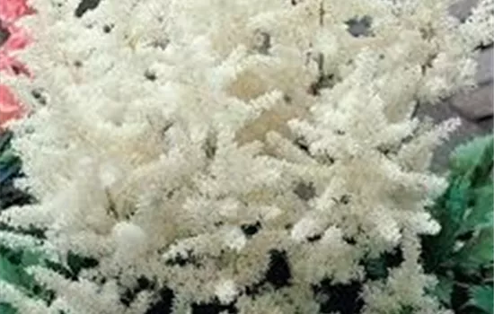 Prachtspiere 'Younique White'®