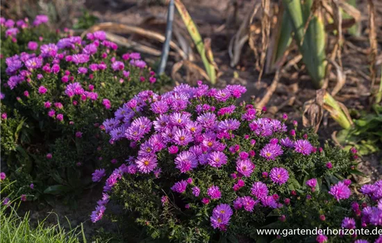 Garten-Kissen-Aster 'Rosenwichtel'
