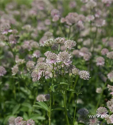 Astrantia major 'Florence' -R-