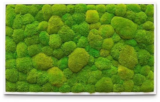 fleur ami PREMIUM Moos-Bild