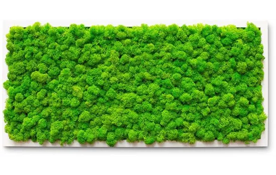 fleur ami PREMIUM Moos-Bild