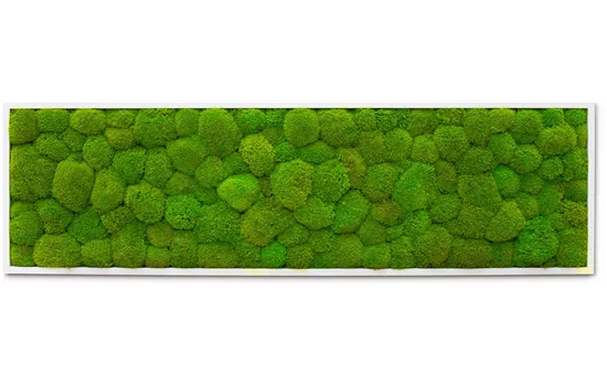 fleur ami PREMIUM Moos-Bild