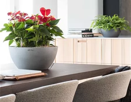 LECHUZA Pflanzschale CUBETO Stone 30 