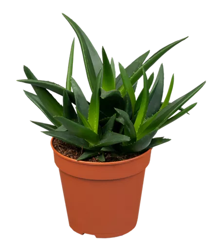 Haworthia 