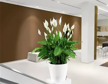 LECHUZA CLASSICO Premium LS 43 