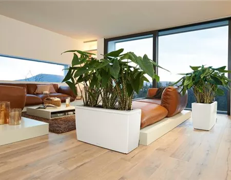 LECHUZA CARARO Premium