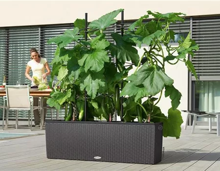 LECHUZA TRIO Cottage 30 