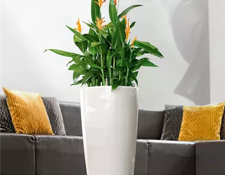 LECHUZA RONDO Premium 40 