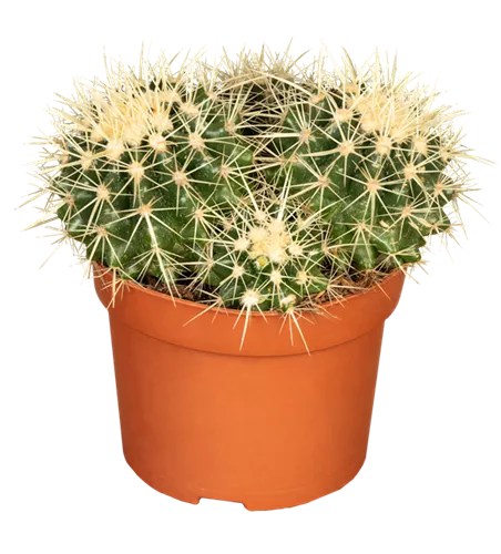 Kaktus 'Schwiegermuttersessel'