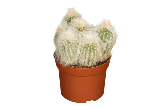 Säulenkaktus behaart