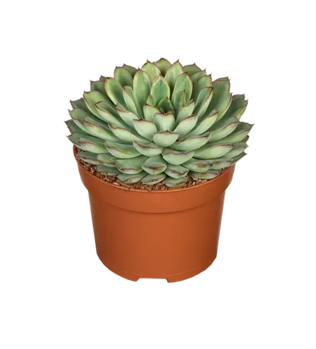 Echeveria