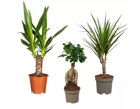 Zimmerpflanzen Set 'Green Office S'