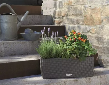 LECHUZA BALCONERA Cottage 50 