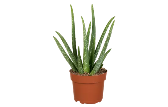 Aloe vera