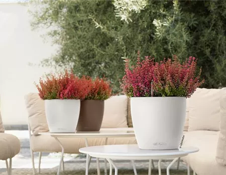 LECHUZA CLASSICO Color 21 