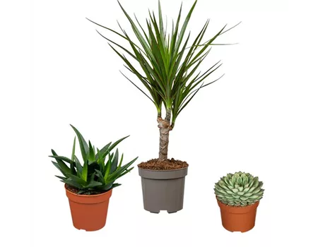 Zimmerpflanzen Set 'Pflegeleichte Pflanzen'