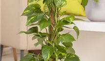Scindapsus (Epipremnum) Aureum