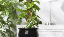 Scindapsus (Epipremnum) Aureum