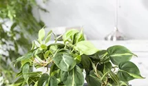 Scindapsus (Epipremnum) Aureum
