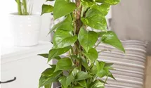 Scindapsus (Epipremnum) Aureum