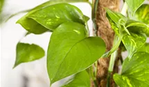 Scindapsus (Epipremnum) Aureum