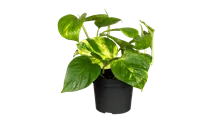 Scindapsus (Epipremnum) Aureum